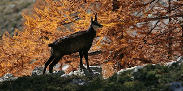 ressource-chamois-01