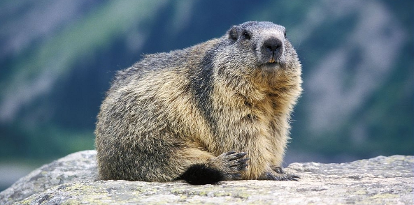 ressource-marmotte-01