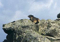 ressource-marmotte-03