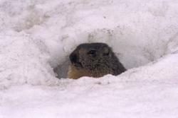 ressource-marmotte-05