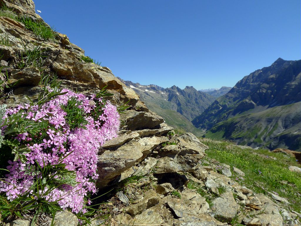 Vallon de Jas Lacroix - Silène - commune de Vallouise ©Thierry Maillet - Parc national des Ecrins Vallon de Jas Lacroix - Silène - commune de Vallouise ©Thierry Maillet - Parc national des Ecrins