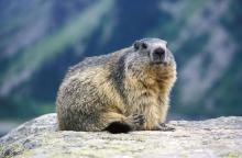 Marmotte - Cyril Coursier - Parc national des Ecrins