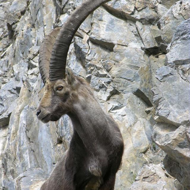 Rencontre Du Cinema De Montagne Summum