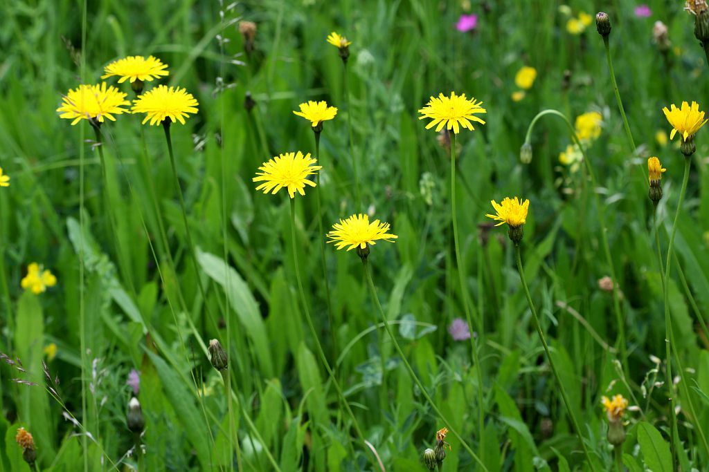 Plongée dans les fleurs jaunes | Parc national des Ecrins