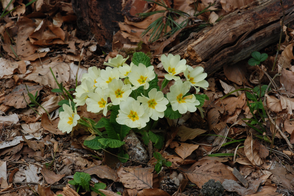 Plongée dans les fleurs jaunes | Parc national des Ecrins