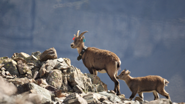 2013-09-defi-chaillol-ibex