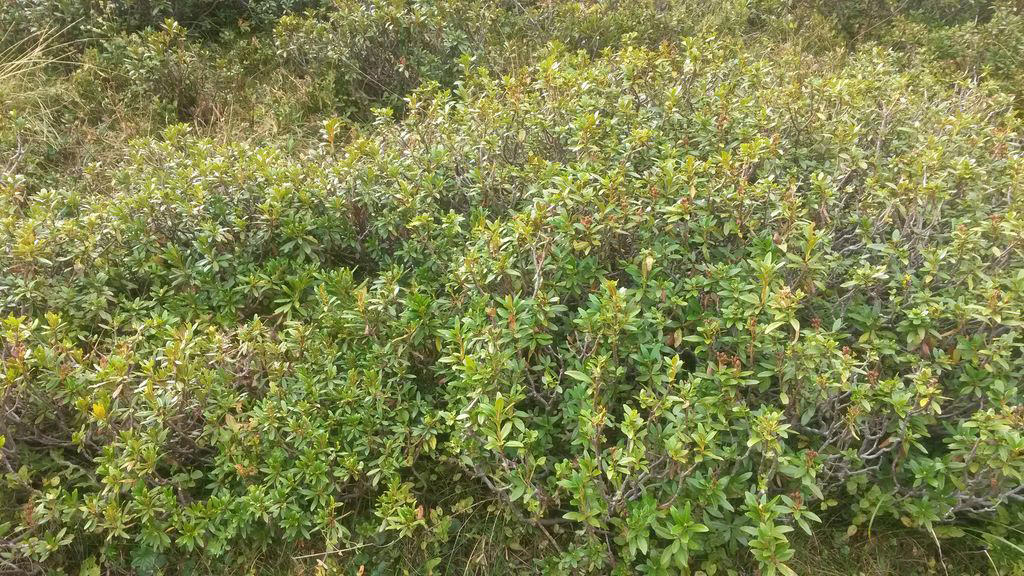 14-09-alpage-cfppa-rhodo