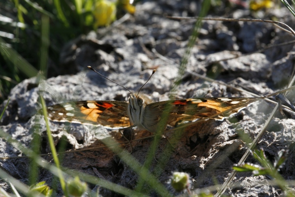 2009-05-belles-dames-02