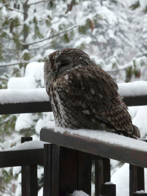 2010-01-hulotte02