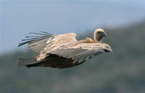 2010-02-vautour-fauve