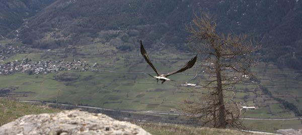 2010-04-envol-cl.b