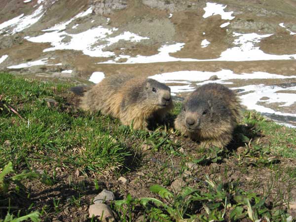 2010-04-marmottes