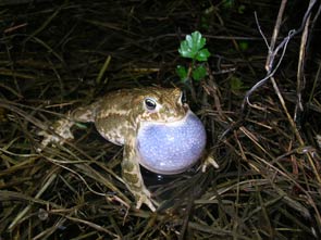 2010-05-calamite-male