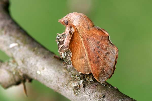 2010-05-feuille-morte