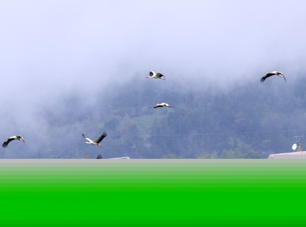 201005-cigognes03