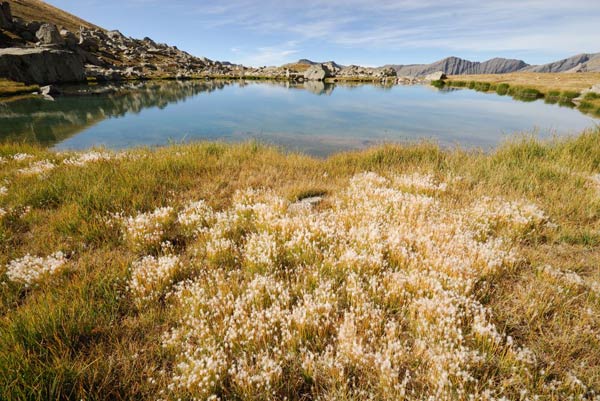 2010-09-tricho-lac-laus