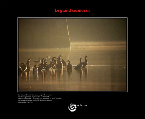 2010-10-digisc-cormorans