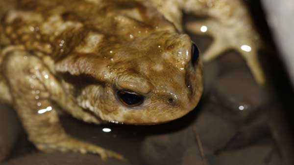 2011-01-crapaud-marco