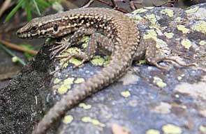 2011-01-lezard-muraille