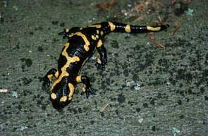 2011-01-salamandre-marco
