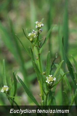 2011-02-euclydium-tenuissimum