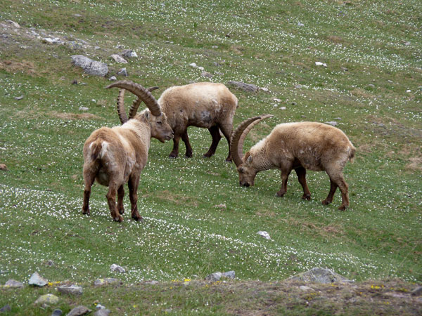 2011-05-ibex-cerces-600