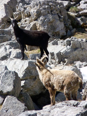 2011-05-ibex-chevre