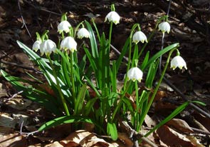 2011-05-perce-neige