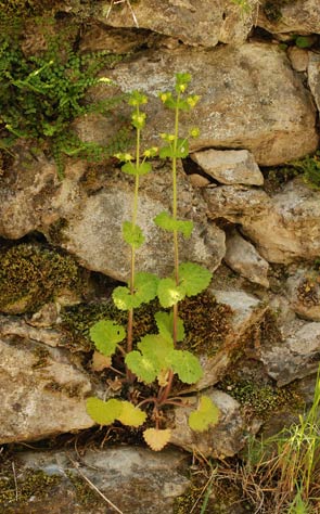 2011-05-scrophulaire