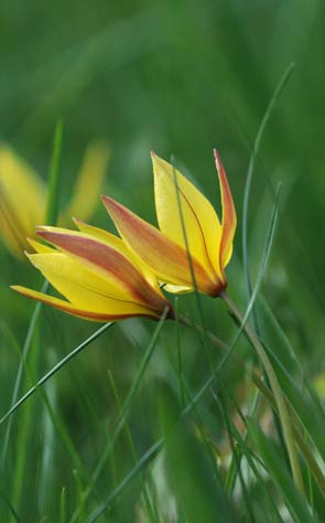 2011-05-tulipe-aust