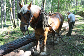 2011-07-debard-1