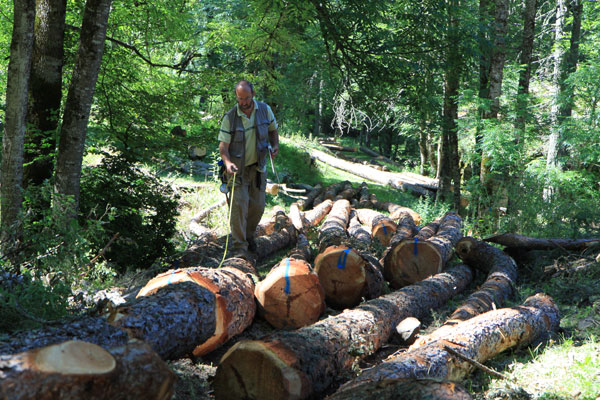 2011-07-debard-mesures-onf