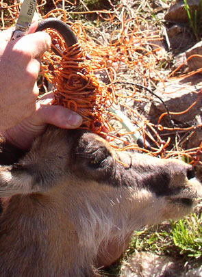 2011-11-chamois-filet-2006