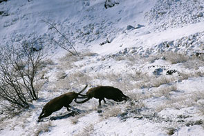 2012-02-ibex-combat-ecrins