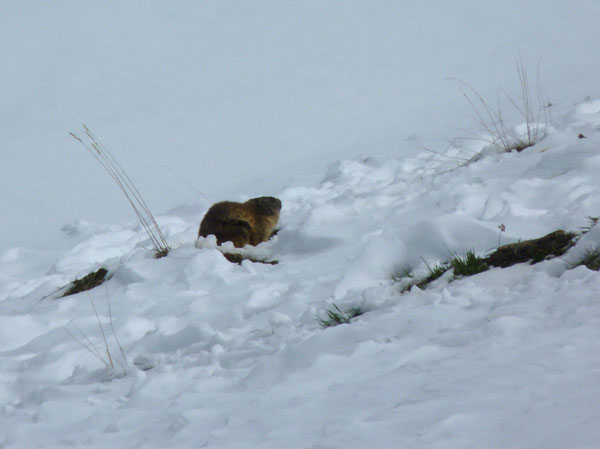 2012-04-marmotte-neige