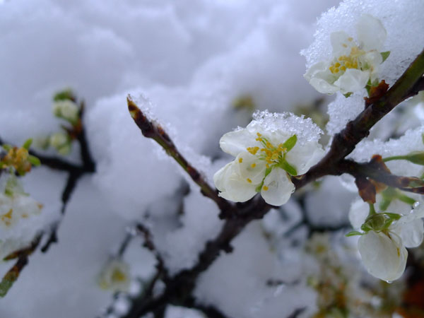 2012-04-neige-print-vall1