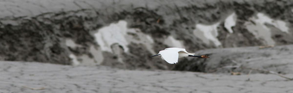 2012-04-obs-aigrette