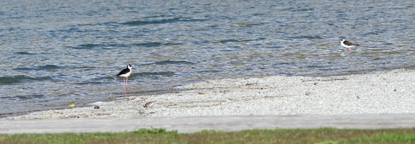 2012-04-obs-echasse