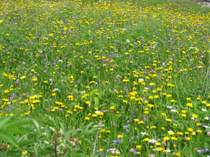 2012-04-prairies-295