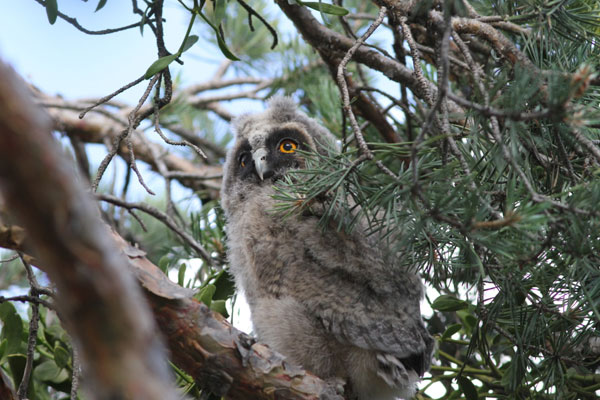 2012-06-hibou-camping2