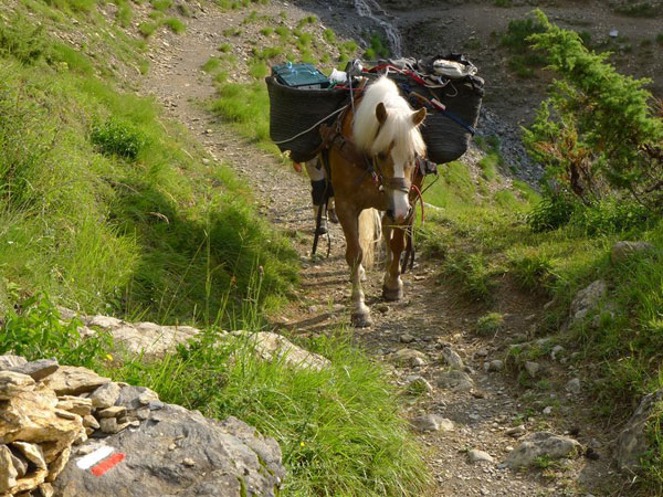 2012-07-jument-sentier
