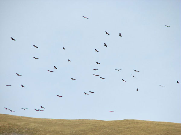 201-07-vautours-gpe-photo-C