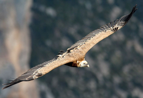 2012-07-vautour-cc