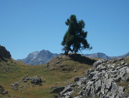 2012-08-arbre-fatigue