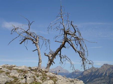 2012-08-arbre-mort-et-beau