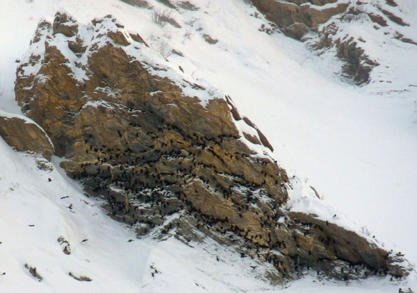 2012-12-05-chocard-casset-COC-5