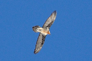 2013-02-gypa-en-vol