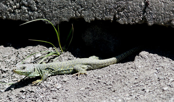 2013-04-lezard-ocelle