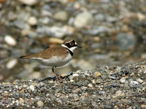 2013-05-gravelot