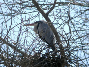 2013-05-heron